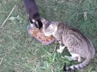 Gato raça SRD-ViraLata idade 2 a 6 meses nome Frajola 