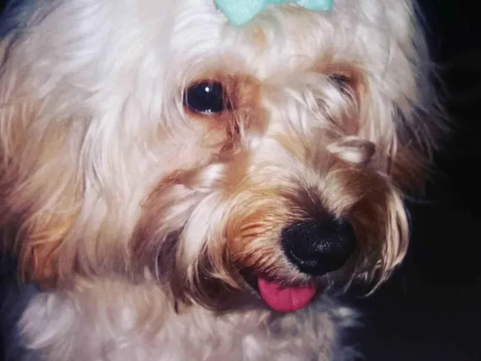 Cachorro raça Poodle idade 6 ou mais anos nome maya 