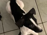 Cachorro raça SRD-ViraLata idade 7 a 11 meses nome Floquinho 