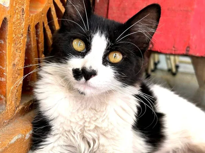 Gato raça SRD-ViraLata idade 2 a 6 meses nome Visconde