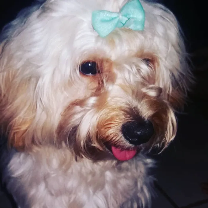 Cachorro raça Poodle idade 6 ou mais anos nome maya