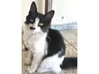 Gato raça SRD-ViraLata idade 2 a 6 meses nome Visconde
