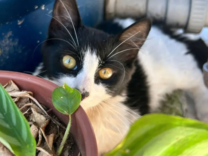 Gato raça SRD-ViraLata idade 2 a 6 meses nome Visconde