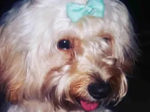 Cachorro raça Poodle idade 6 ou mais anos nome maya