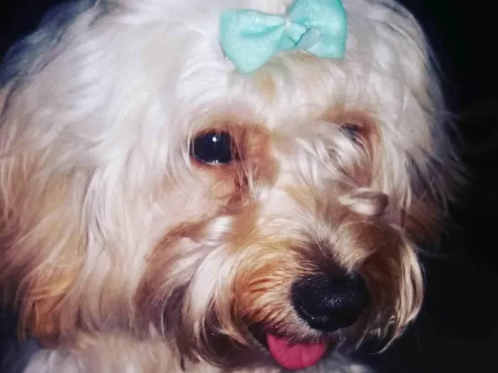 Cachorro raça Poodle idade 6 ou mais anos nome maya