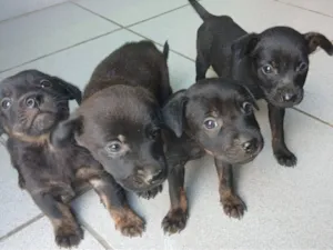 Cachorro raça SRD-ViraLata idade 2 a 6 meses nome 4 filhotes para adoção 