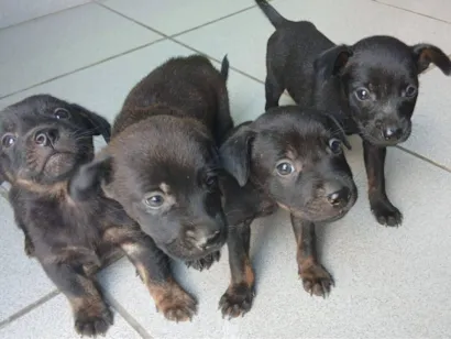 Cachorro raça SRD-ViraLata idade 2 a 6 meses nome 4 filhotes para adoção 