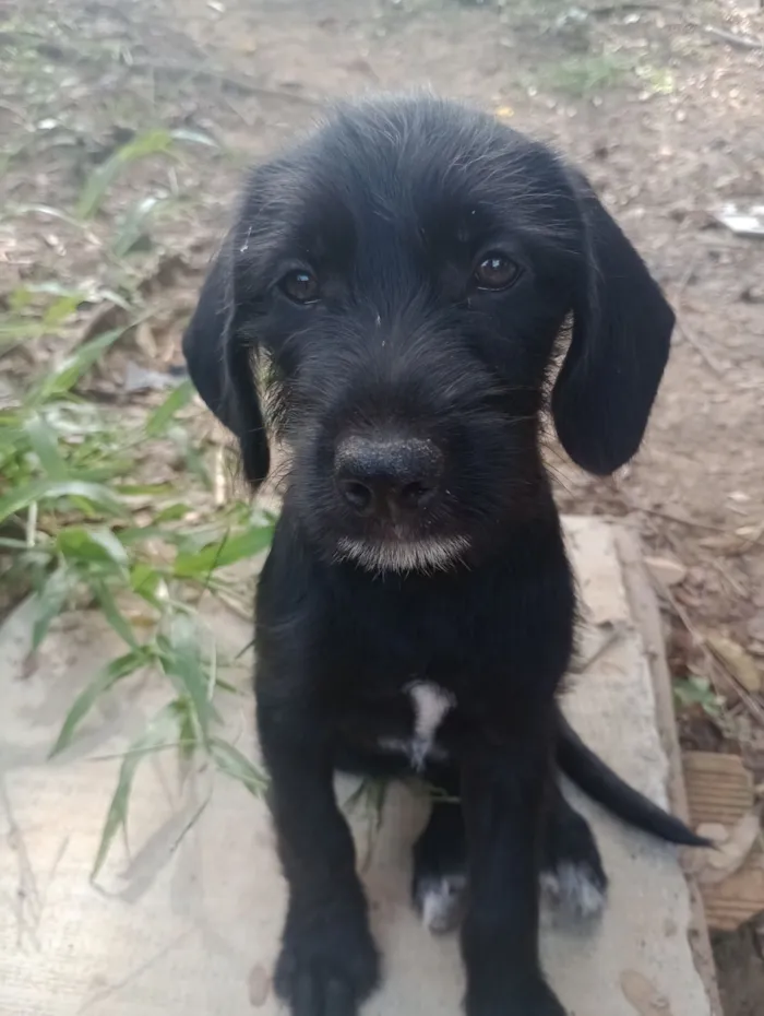 Cachorro raça SRD-ViraLata idade 2 a 6 meses nome Magie 