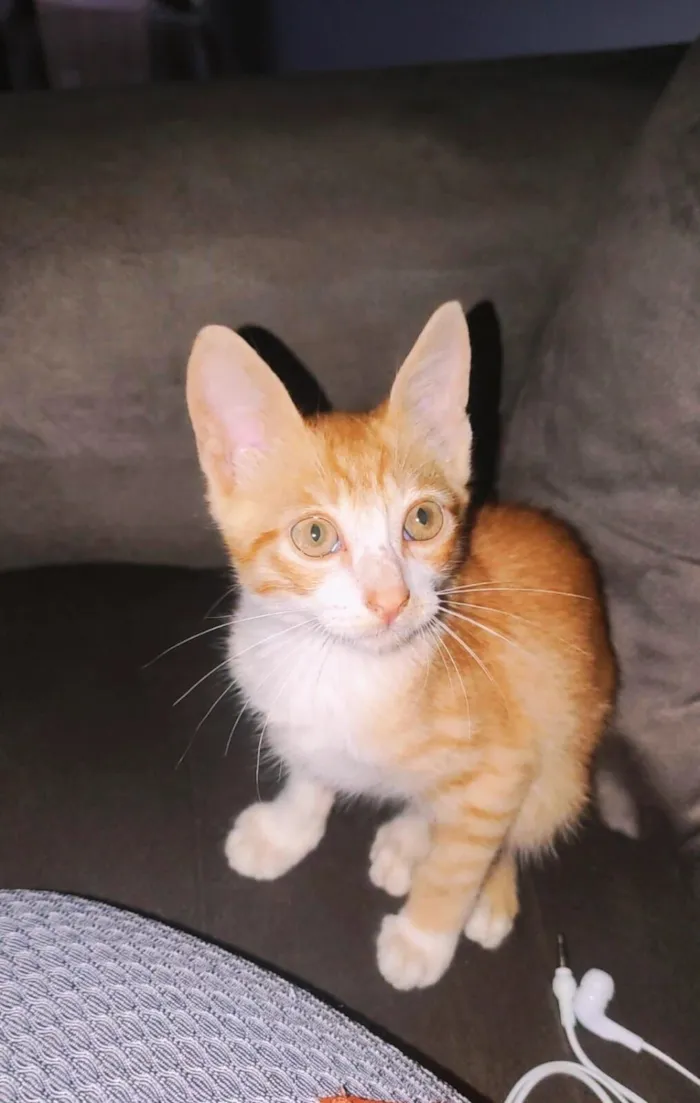 Gato raça SRD-ViraLata idade Abaixo de 2 meses nome Banguela