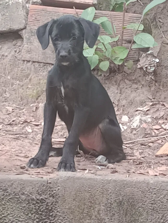 Cachorro raça SRD-ViraLata idade 2 a 6 meses nome paçoca 