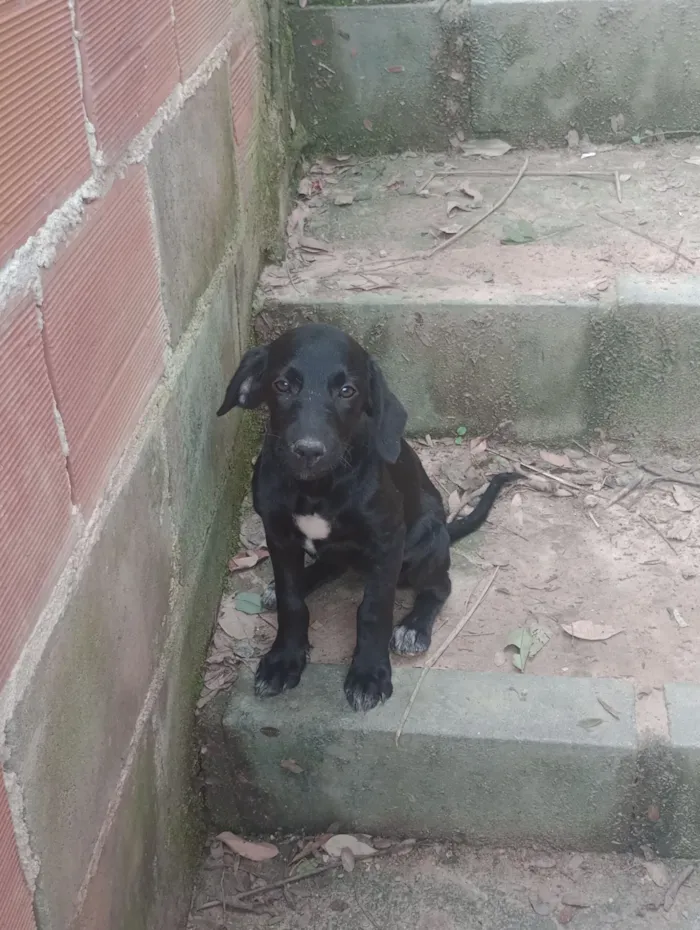 Cachorro raça SRD-ViraLata idade 2 a 6 meses nome Gigi 