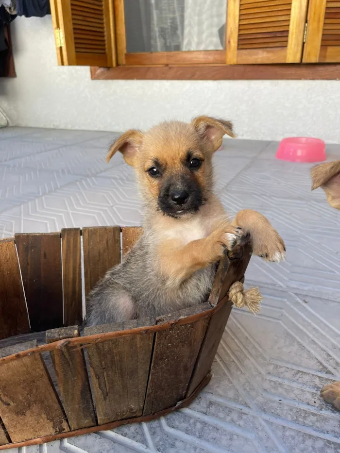 Cachorro raça SRD-ViraLata idade Abaixo de 2 meses nome Muttley