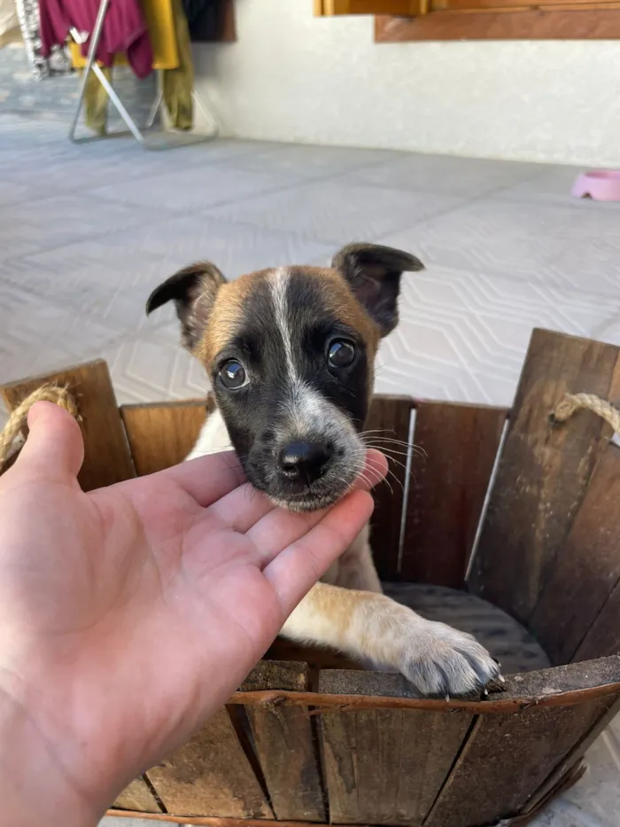 Cachorro raça SRD-ViraLata idade Abaixo de 2 meses nome Muttley