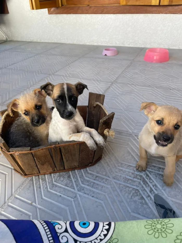 Cachorro raça SRD-ViraLata idade Abaixo de 2 meses nome Muttley