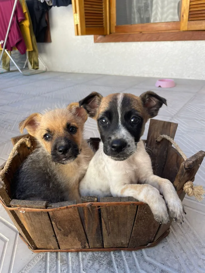 Cachorro raça SRD-ViraLata idade Abaixo de 2 meses nome Muttley