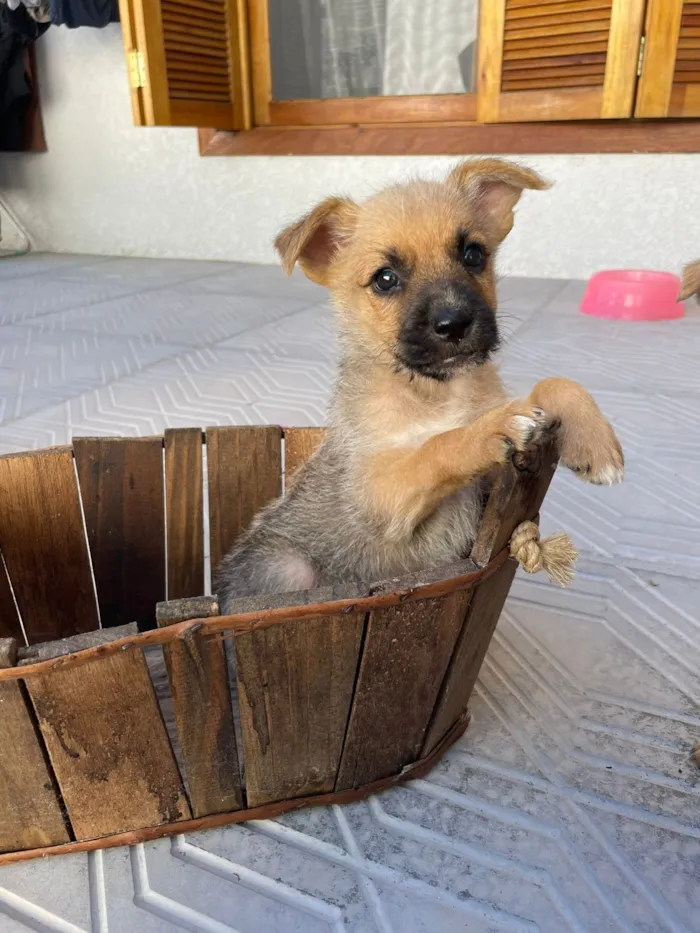 Cachorro raça SRD-ViraLata idade Abaixo de 2 meses nome Muttley