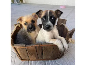 Cachorro raça SRD-ViraLata idade Abaixo de 2 meses nome Muttley