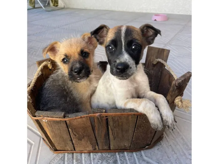 Cachorro raça SRD-ViraLata idade Abaixo de 2 meses nome Muttley