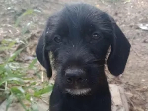 Cachorro raça SRD-ViraLata idade 2 a 6 meses nome Magie 