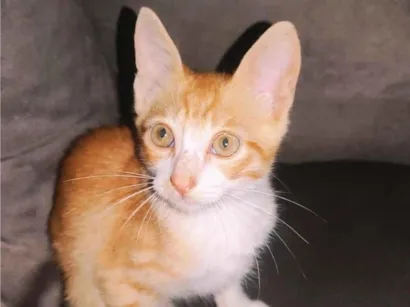 Gato raça SRD-ViraLata idade Abaixo de 2 meses nome Banguela