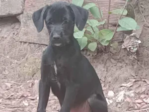 Cachorro raça SRD-ViraLata idade 2 a 6 meses nome paçoca 