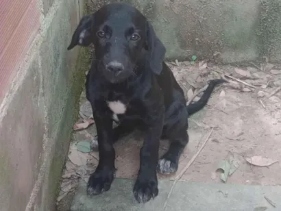 Cachorro raça SRD-ViraLata idade 2 a 6 meses nome Gigi 