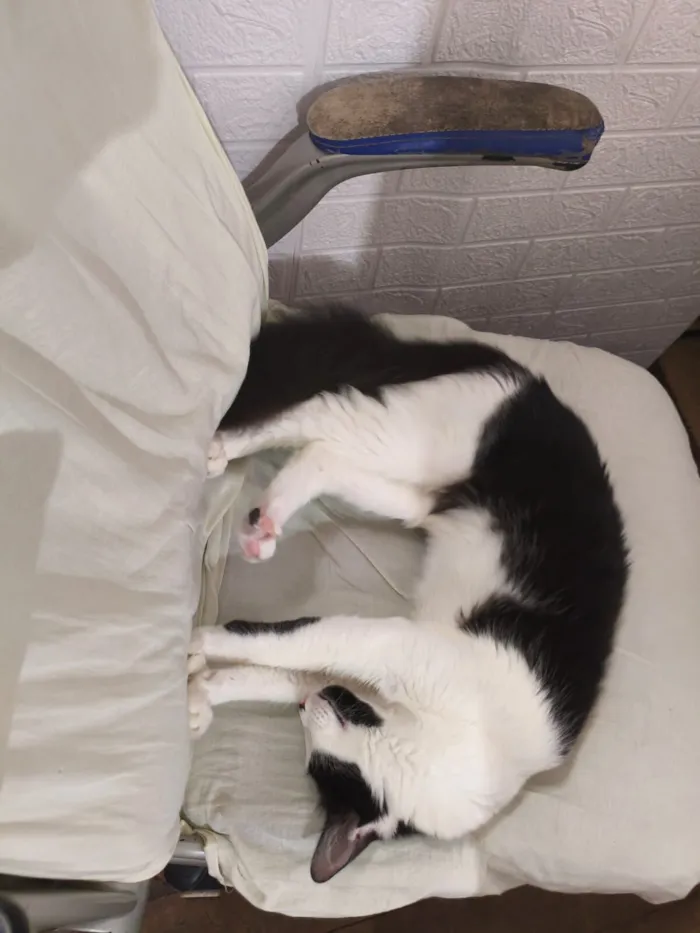 Gato raça SRD-ViraLata idade 1 ano nome Zeus