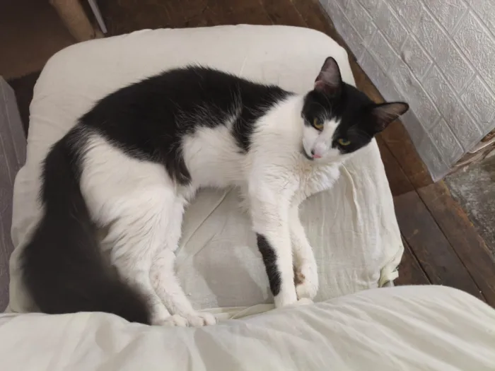 Gato raça SRD-ViraLata idade 1 ano nome Zeus