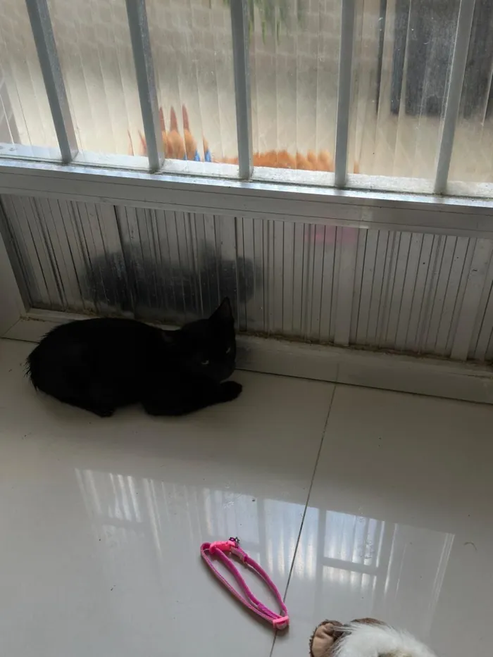 Gato raça SRD-ViraLata idade 2 a 6 meses nome Godzila