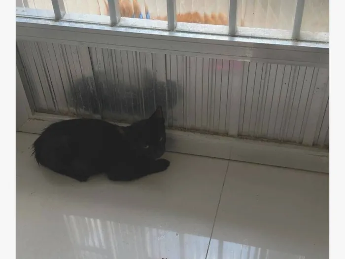 Gato raça SRD-ViraLata idade 2 a 6 meses nome Godzila