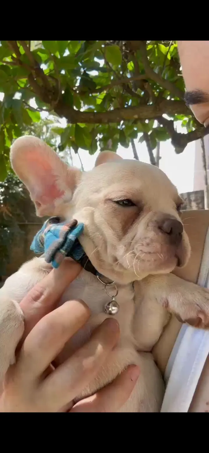 Cachorro raça Bulldog idade 2 a 6 meses nome buldogue francês 