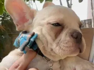 Cachorro raça Bulldog idade 2 a 6 meses nome buldogue francês 