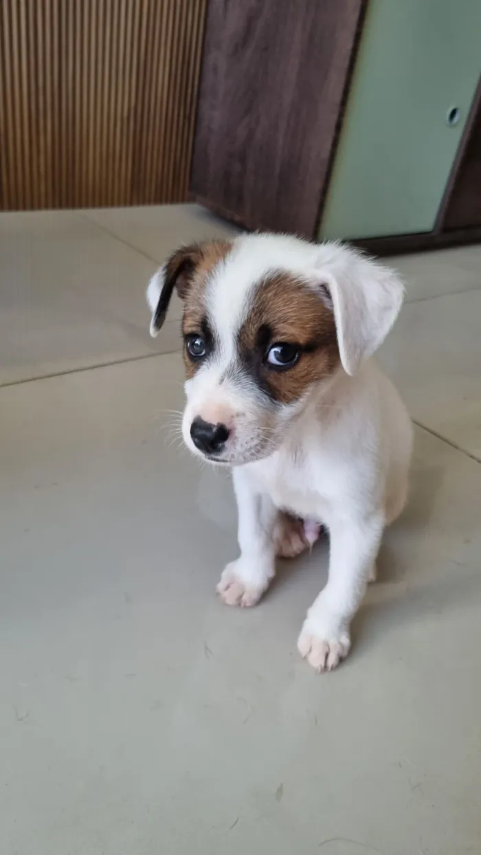 Cachorro raça SRD-ViraLata idade Abaixo de 2 meses nome Filhote sem nome