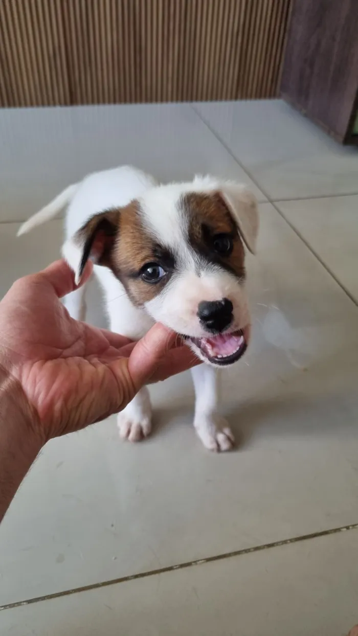 Cachorro raça SRD-ViraLata idade Abaixo de 2 meses nome Filhote sem nome