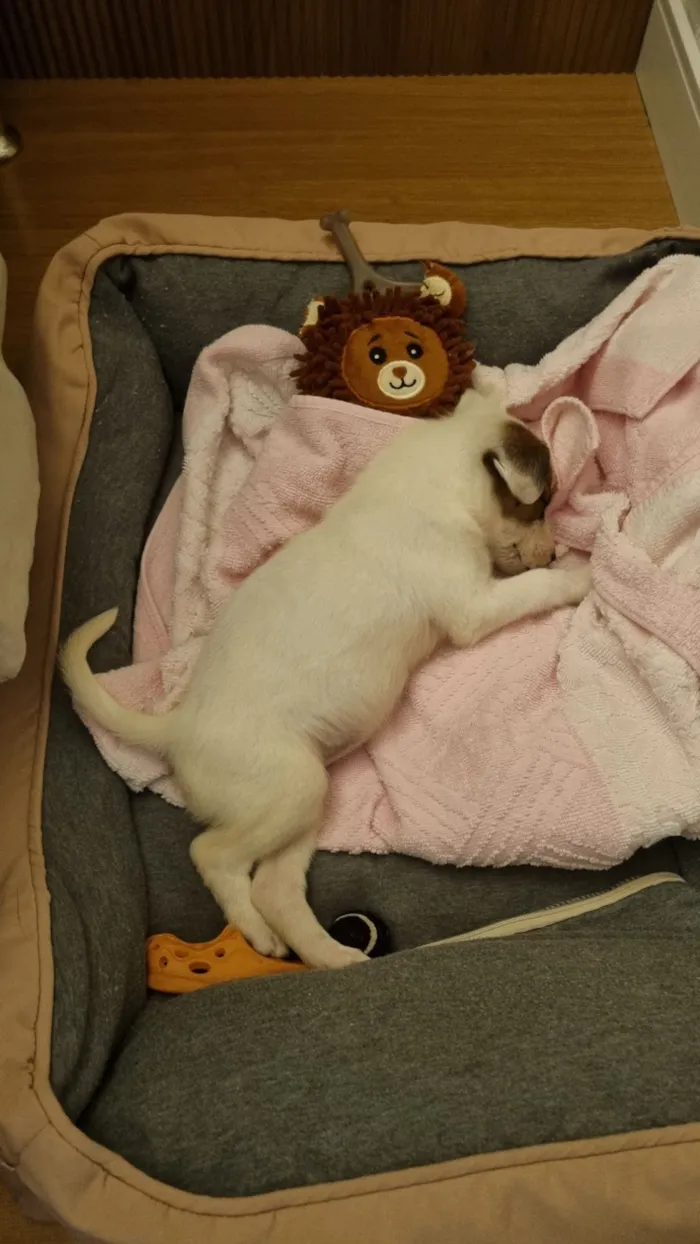 Cachorro raça SRD-ViraLata idade Abaixo de 2 meses nome Filhote sem nome