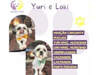 Cachorro raça Shitzu idade 6 ou mais anos nome Yuri e Loki
