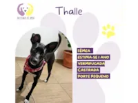 Cachorro raça SRD-ViraLata idade 1 ano nome Thalle