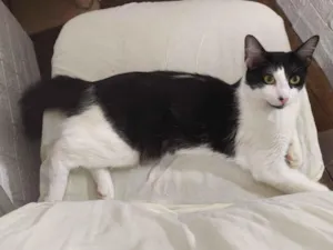 Gato raça SRD-ViraLata idade 1 ano nome Zeus