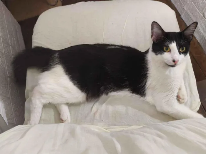 Gato raça SRD-ViraLata idade 1 ano nome Zeus