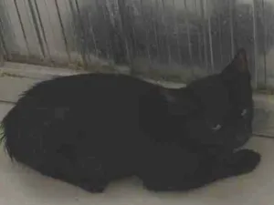 Gato raça SRD-ViraLata idade 2 a 6 meses nome Godzila