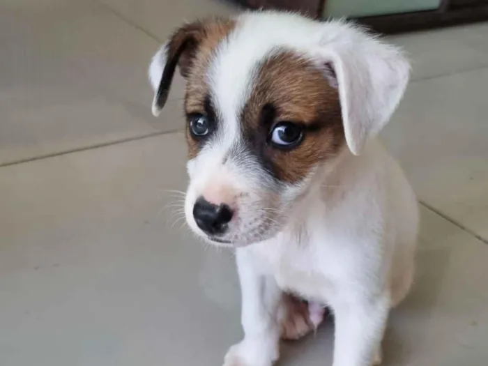 Cachorro raça SRD-ViraLata idade Abaixo de 2 meses nome Filhote sem nome