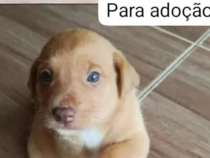 Cachorro raça SRD-ViraLata idade Abaixo de 2 meses nome caramelo