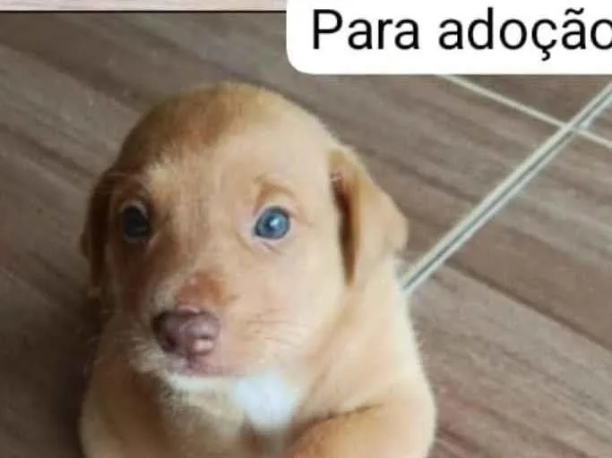Cachorro raça SRD-ViraLata idade Abaixo de 2 meses nome caramelo