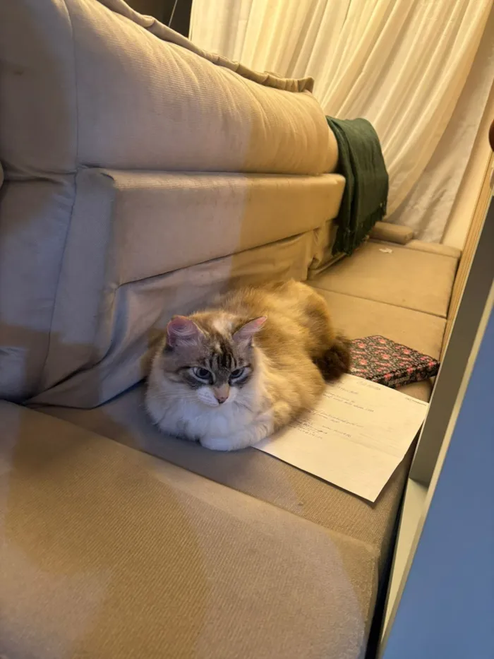 Gato raça Exótico idade 5 anos nome Clean