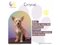 Cachorro raça SRD-ViraLata idade 2 anos nome Cristal