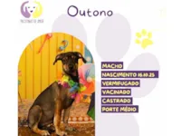 Cachorro raça SRD-ViraLata idade 2 a 6 meses nome Outono 