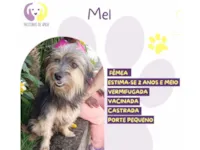 Cachorro raça SRD-ViraLata idade 2 anos nome Mel
