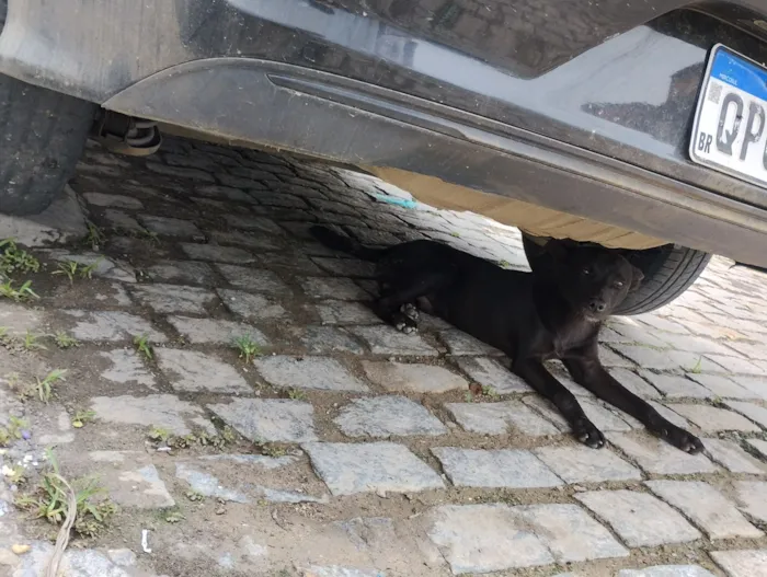 Cachorro raça SRD-ViraLata idade 7 a 11 meses nome Bob