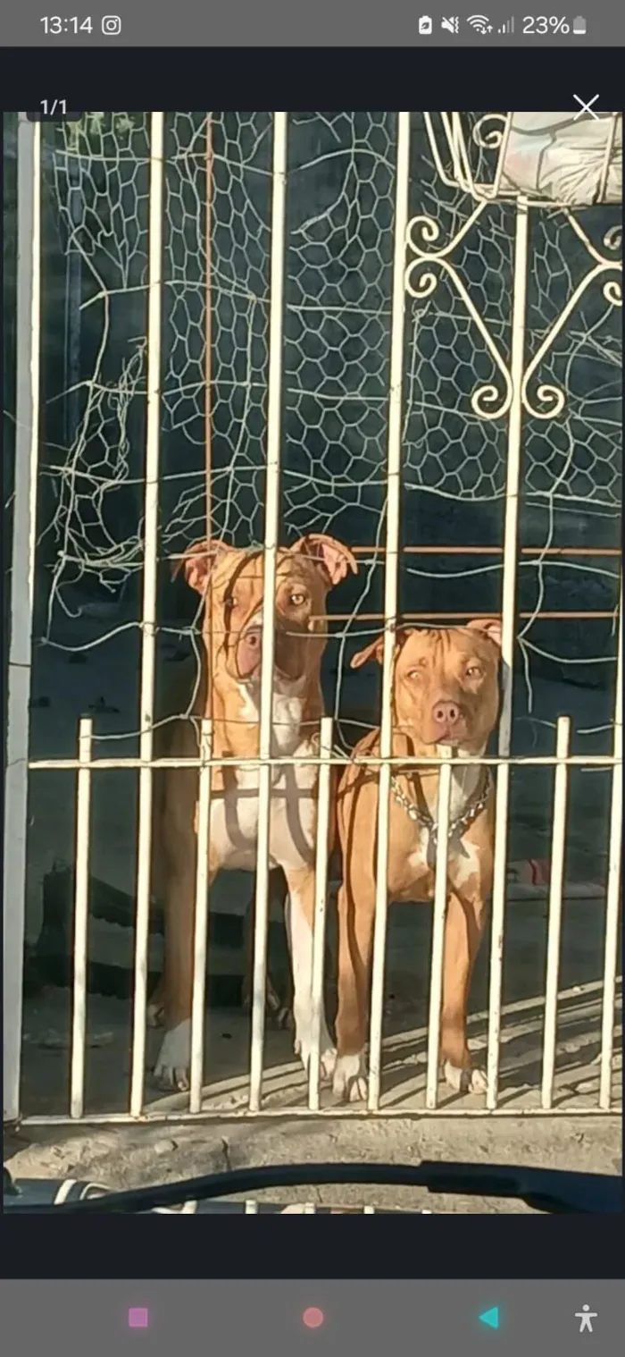 Cachorro raça Pit-Bull idade 1 ano nome Xenon e Laila 