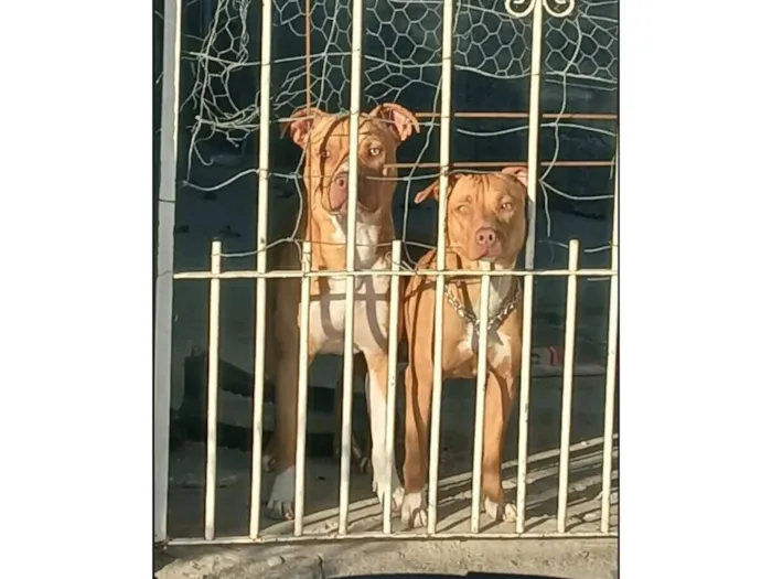 Cachorro raça Pit-Bull idade 1 ano nome Xenon e Laila 